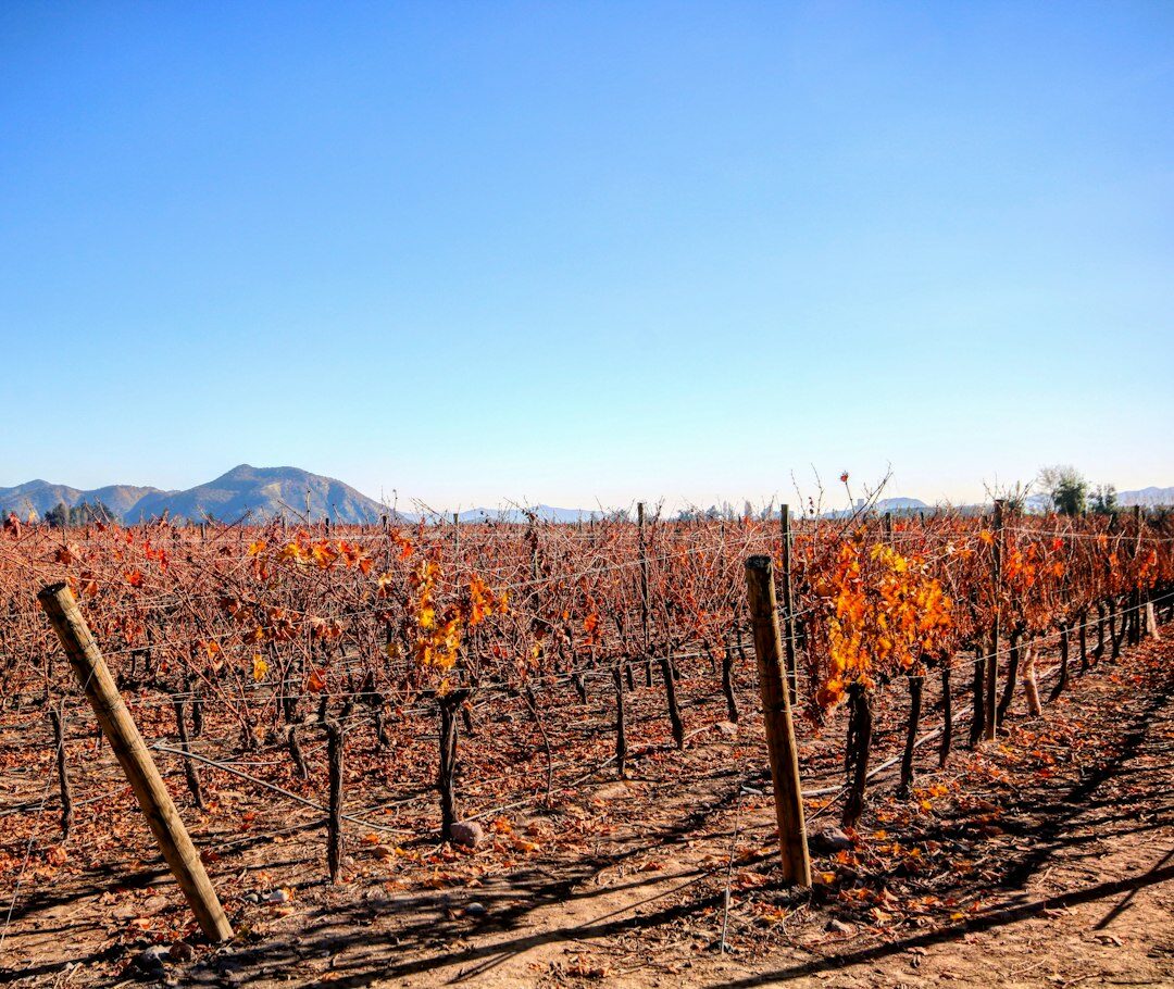 Chilean rural workers harvesting in a vineyard